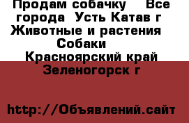 Продам собачку  - Все города, Усть-Катав г. Животные и растения » Собаки   . Красноярский край,Зеленогорск г.